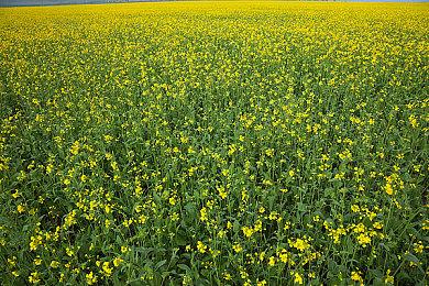 《合金装备3：重制版》为何拿掉小岛秀夫游戏标签